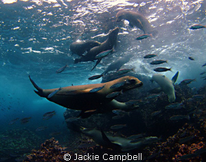 Galapagos Playground !!!
Gapalagos sealions are amongst ... by Jackie Campbell 